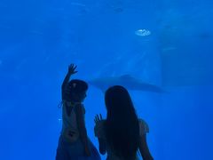 -海合安成都极地海洋公园