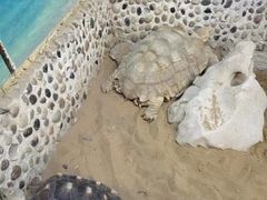-上海大自然野生昆虫馆(东方明珠·爬宠昆虫探索中心)