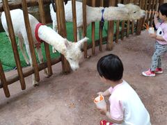 -杭州开元森泊度假乐园