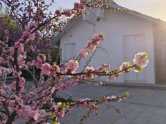-石家庄市植物园
