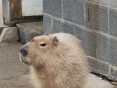 -合肥野生动物园