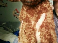 -芭比堂动物医院·犬猫全科·异宠专科(雁塔分院)