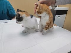 -宠颐生猫科·内科皮肤科(西平世纪城店)