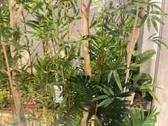 -施奈儿.洗头頭療.按摩SPA.采耳(上梅林店)