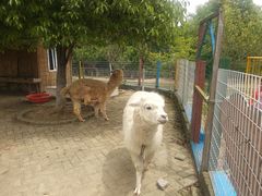 -武汉紫薇都市田园