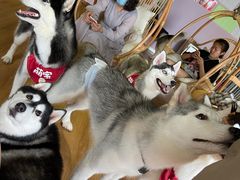 -Husky Go! 哈士奇体验馆·宠物咖啡厅狗咖