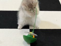 -瑞派康怡24h宠物医院·犬猫医疗中心·微创绝育(瑞景分院)