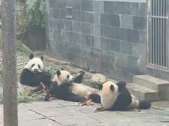 -中国大熊猫保护研究中心雅安碧峰峡基地