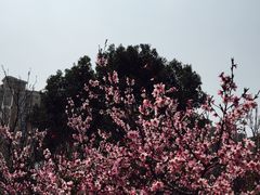 -南汇桃花村