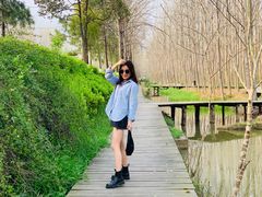 -合肥滨湖国家森林公园