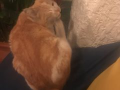 -Sirena海妖日咖夜酒