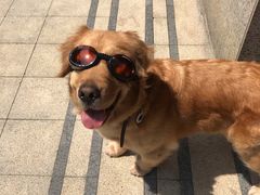 -PETKIT 小佩宠物·低压洗护·美容·寄养(安远店)