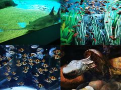 -上海海洋水族馆