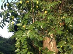 iphone_upload_pic-古韵山庄