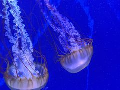 -海合安武汉极地海洋公园