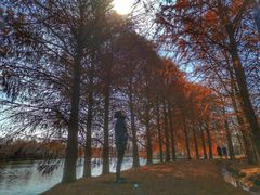 -上海海湾国家森林公园