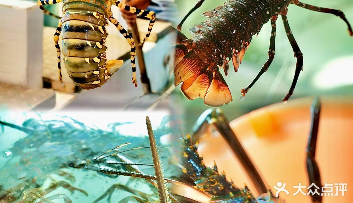 在巴厘岛真的可以实现🦞澳龙自由！！