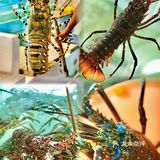 在巴厘岛真的可以实现🦞澳龙自由！！