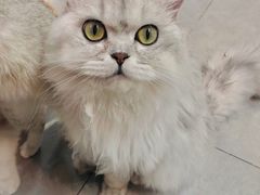 -Heymao猫咖.咖啡厅(东门店)