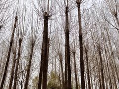 -林间山庄