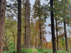 -黄海国家森林公园