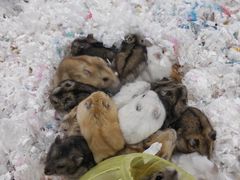 -龟与熊猫宠物公园(南坪店)