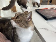 -喵园·猫主题咖啡厅·撸猫·猫咖(国贸店)