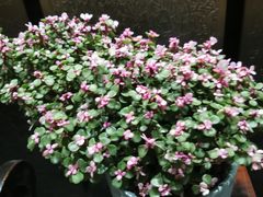 -沁园·珍藏湘味(芙蓉广场店)