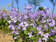-泗洪洪泽湖湿地景区