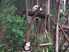 景点-成都大熊猫繁育研究基地
