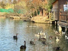 -溱湖国家湿地公园