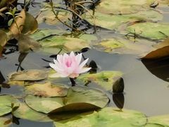 -三圣花乡旅游区