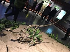 -自贡恐龙博物馆