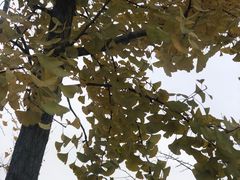 -洨河生态公园