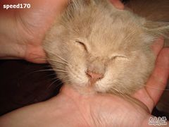 小筑里面的肥猫-素心小筑(后沙裕镇店)
