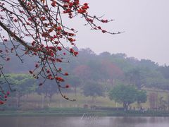 -东莞植物园
