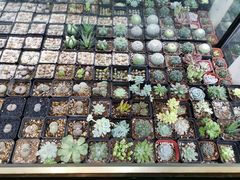 -中环花鸟鱼虫市场