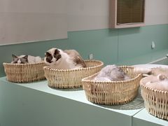 -怪兽屋·羊驼·猫咖·狗咖(俊华广场店)