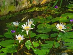 -国家植物园南园