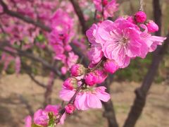 -中环花鸟鱼虫市场