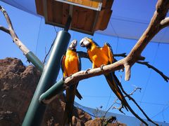 -西霞口神雕山野生动物世界