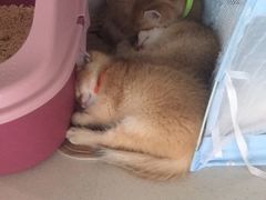 -糯米喵星人总部直营旗舰店·猫舍·幼猫出售