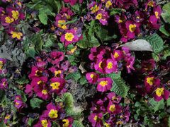 -铁山坪森林公园