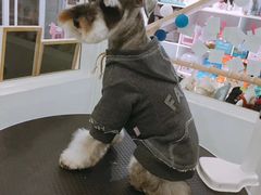 美容图-BABYDOG宝贝狗宠物乐园(欧洲城店)