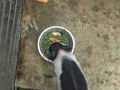 -刘小胖煎肉馆