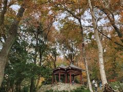 -广州市石门国家森林公园