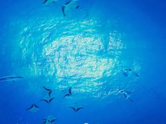 -海合安青岛极地海洋公园