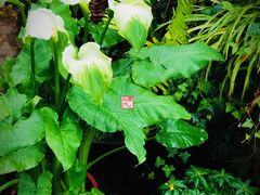 -国家植物园南园