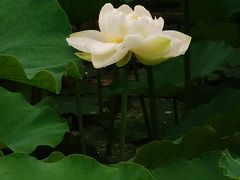 -黄兴公园