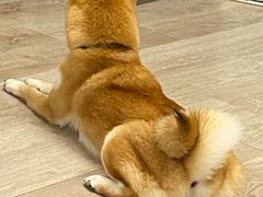 -柴迷FANS CLUB·柴犬狗咖·猫咖